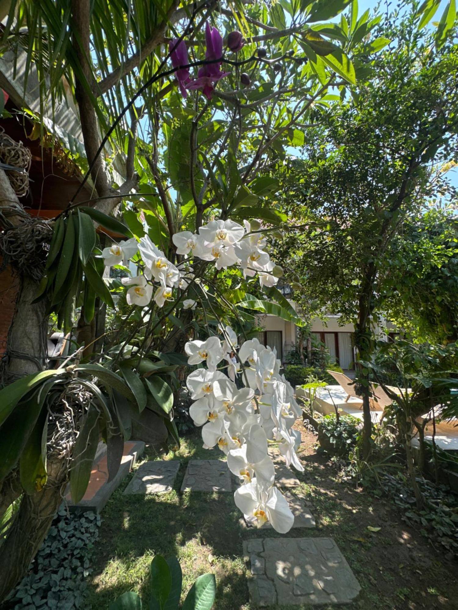 Diuma Residence Yoga Meditation Retreat And Healing Center Sanur Exterior foto